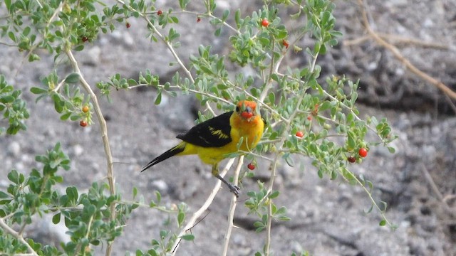 Western Tanager - ML640340283