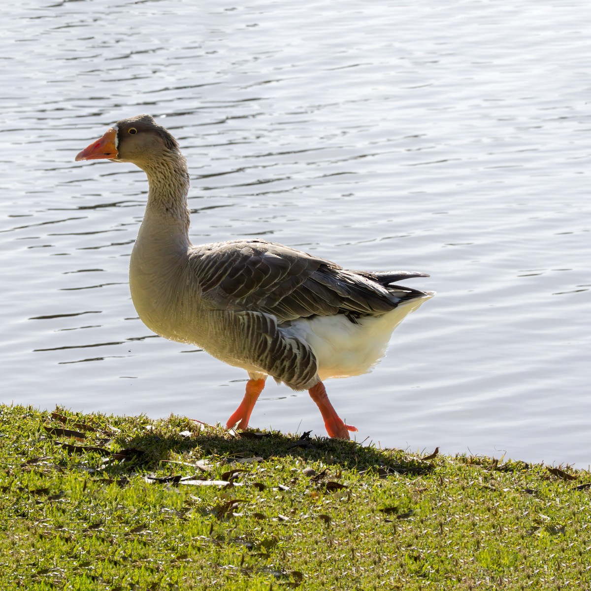 Domestic goose sp. (Domestic type) - ML640340286