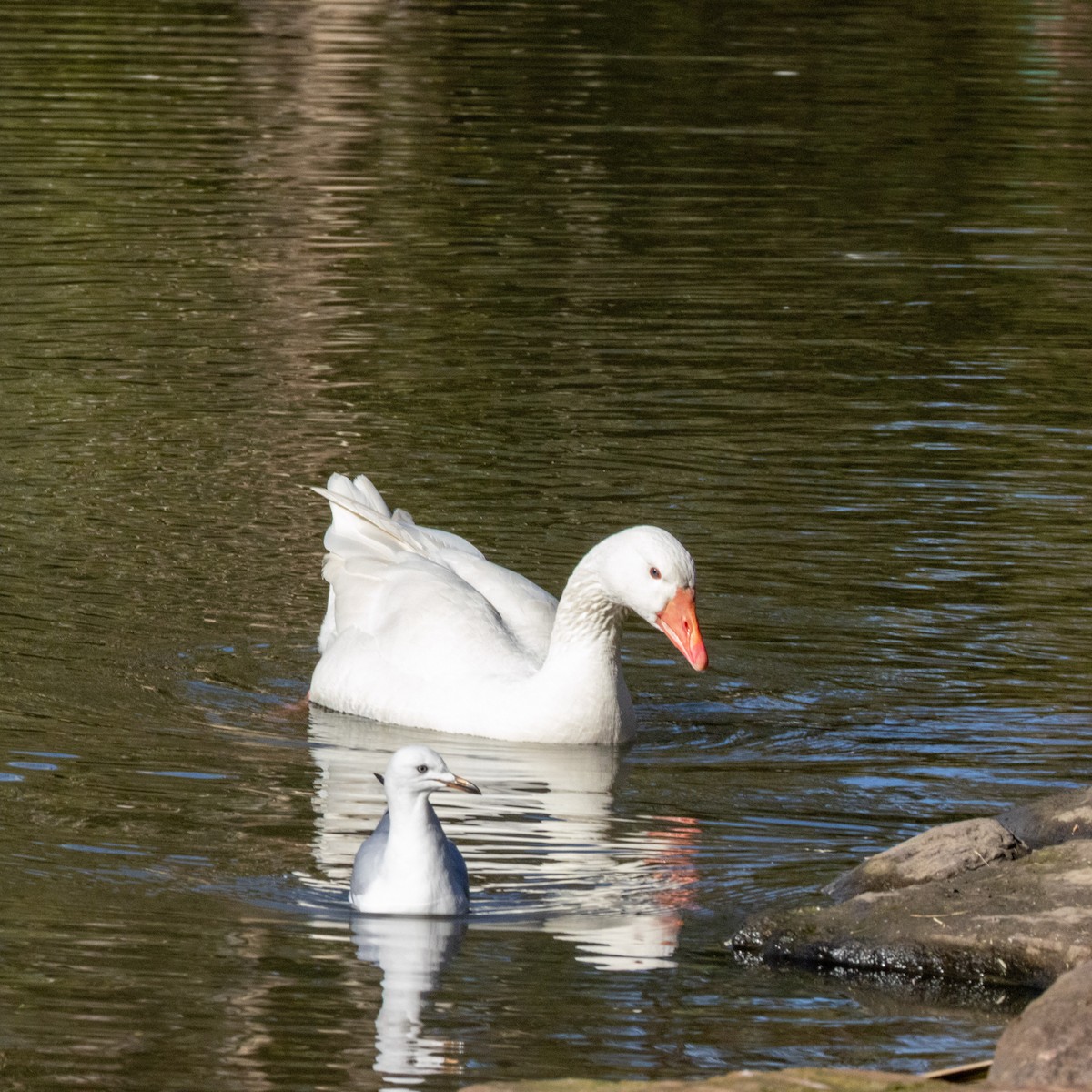 Domestic goose sp. (Domestic type) - ML640340287