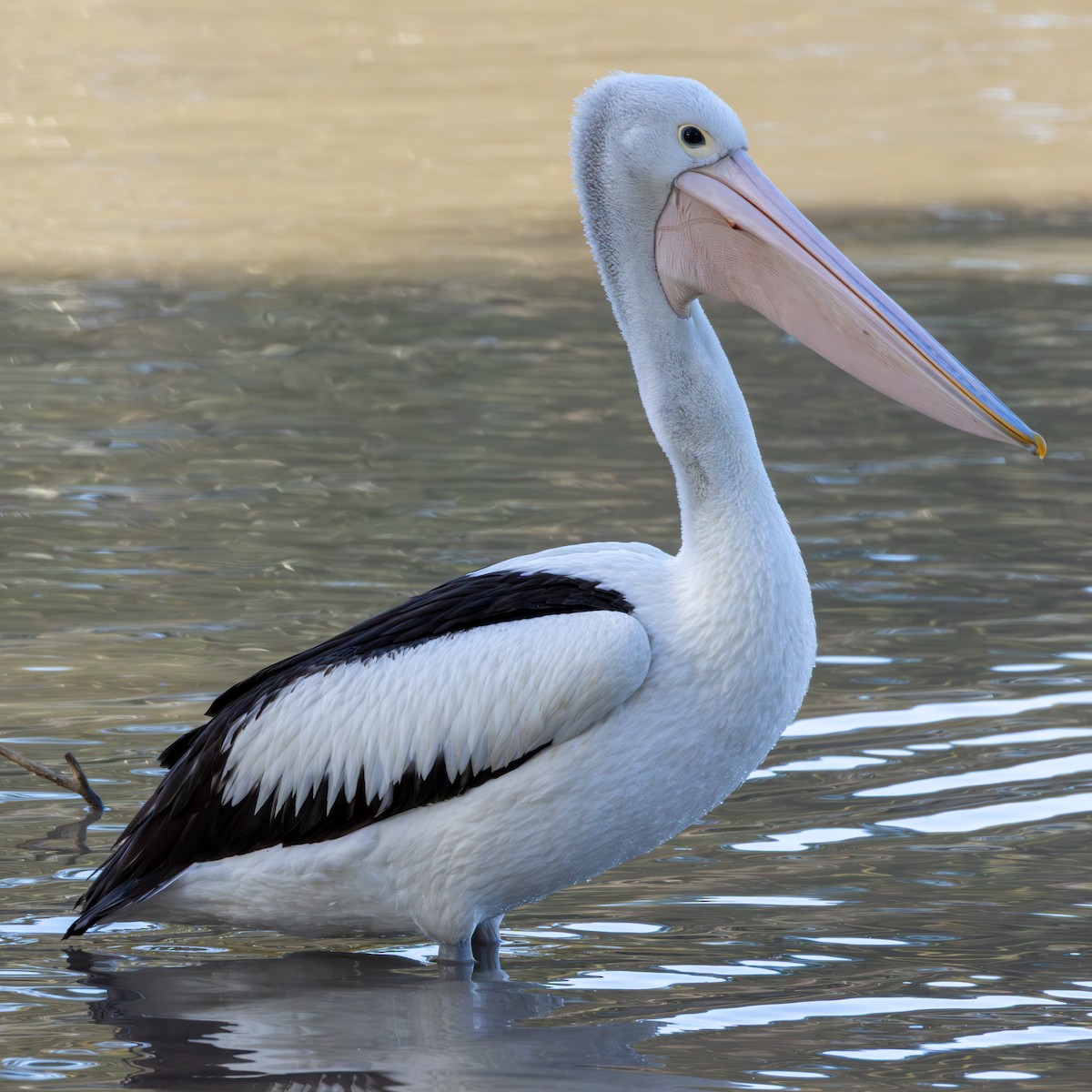 Australian Pelican - ML640340294