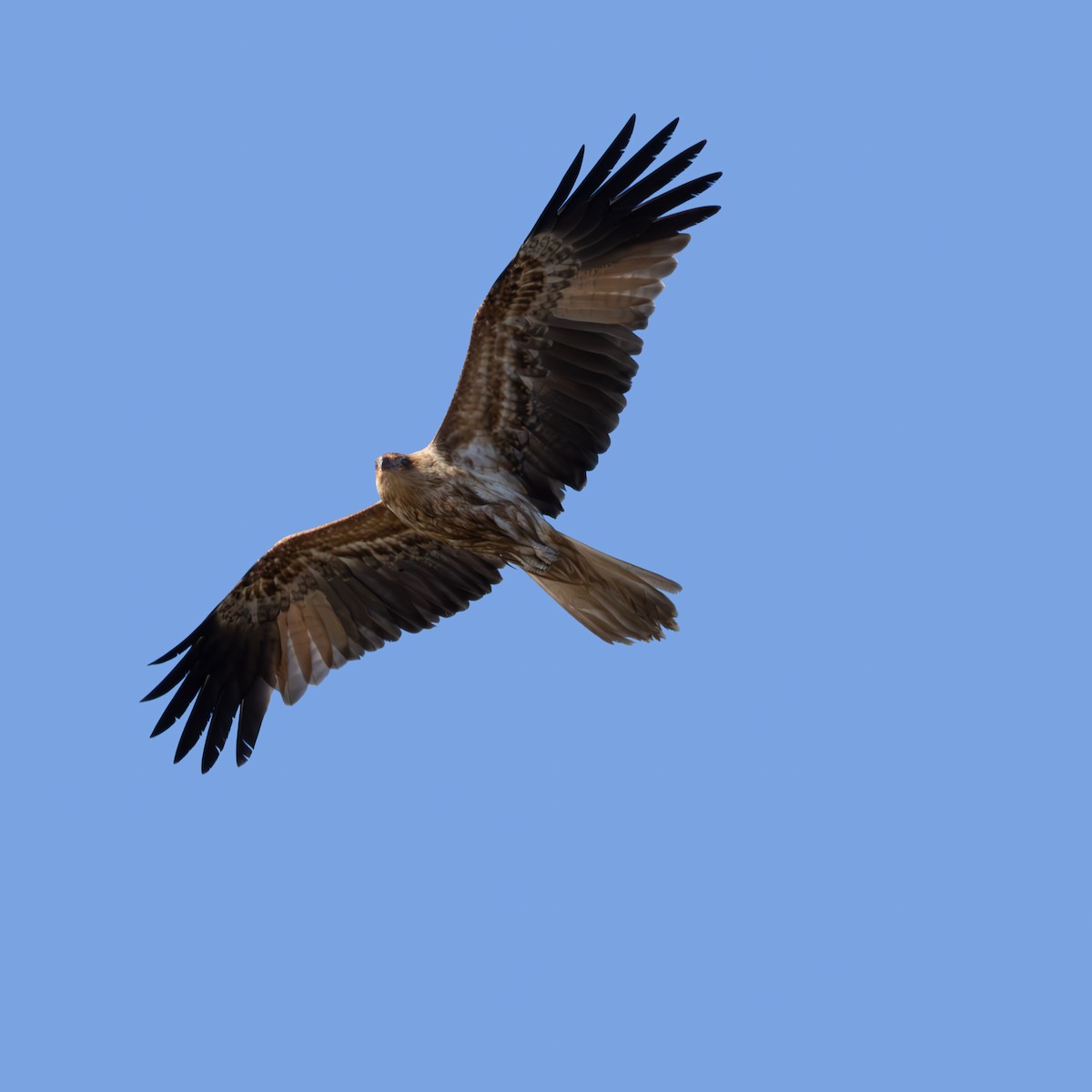 Whistling Kite - ML640340302