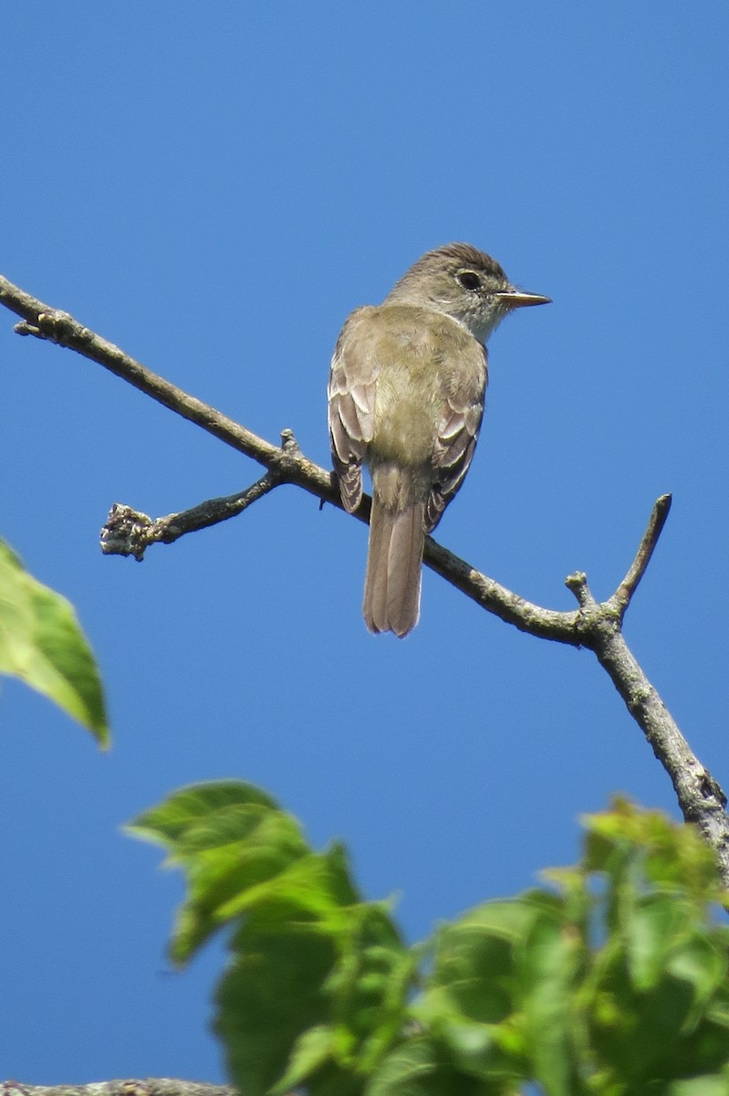 Alder Flycatcher - ML64034031