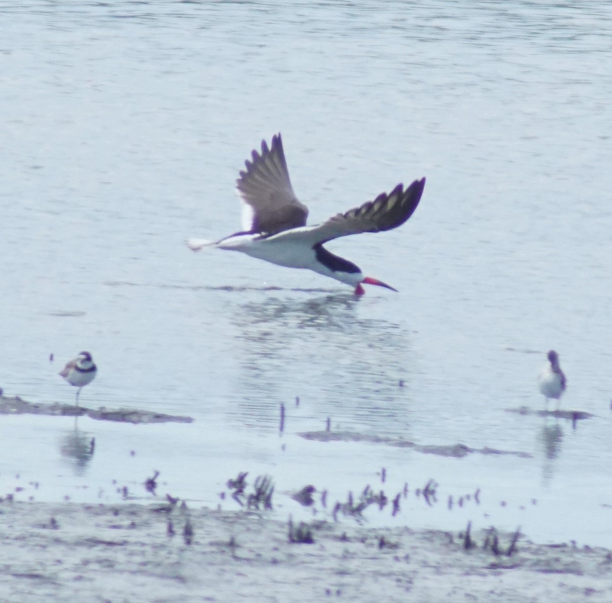 Black Skimmer - ML640340324