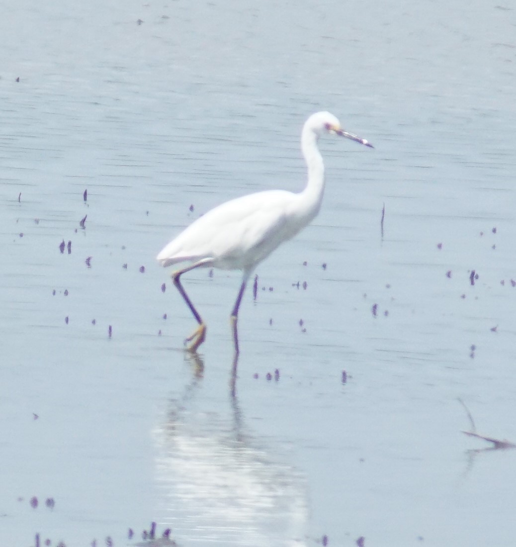Snowy Egret - ML640340355