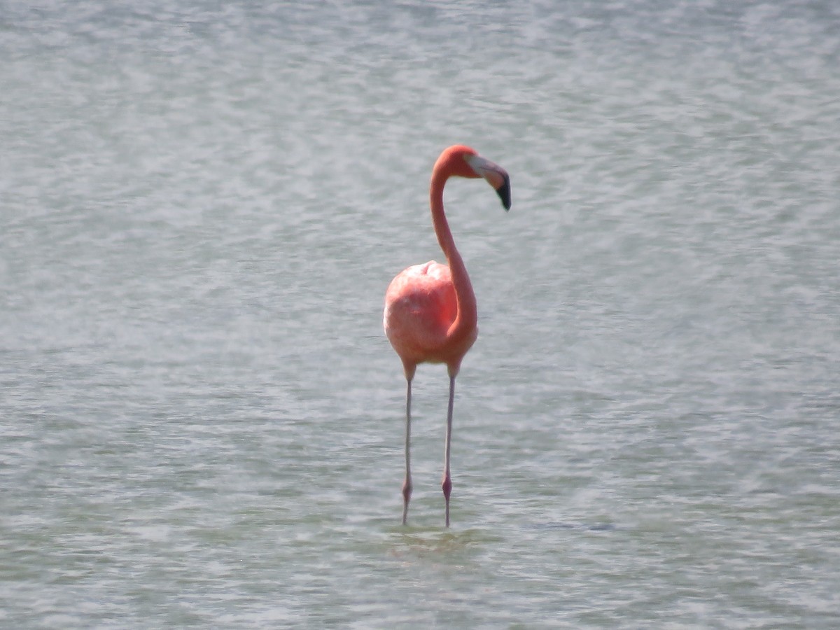 American Flamingo - ML640340356