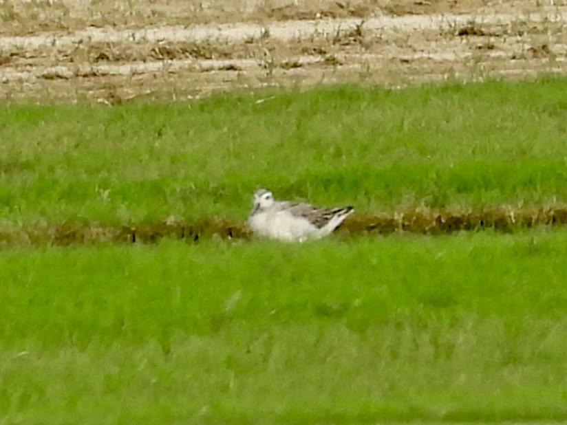 Phalarope de Wilson - ML640340360