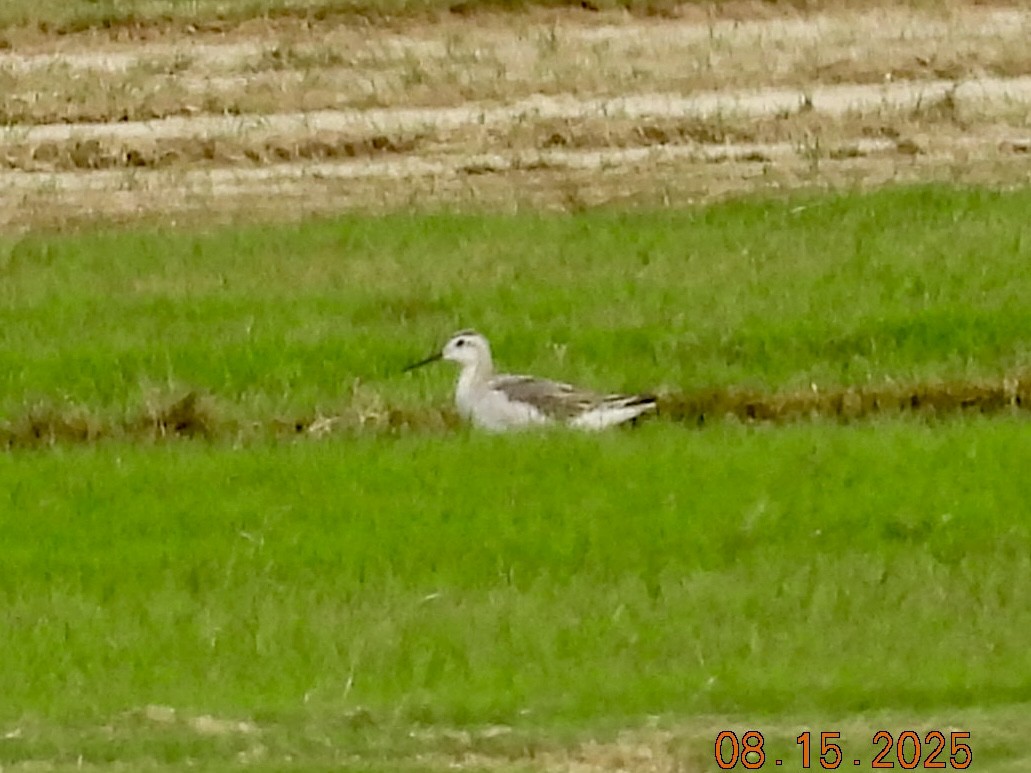 Phalarope de Wilson - ML640340361