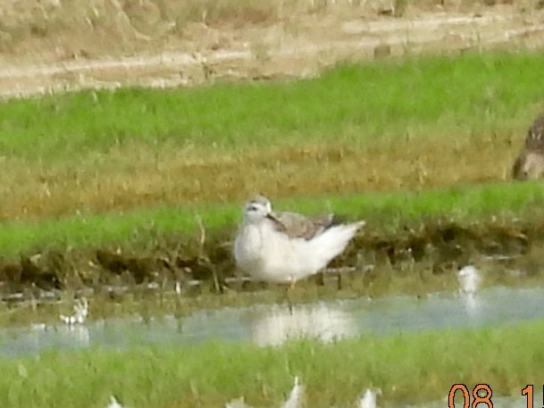 Phalarope de Wilson - ML640340362