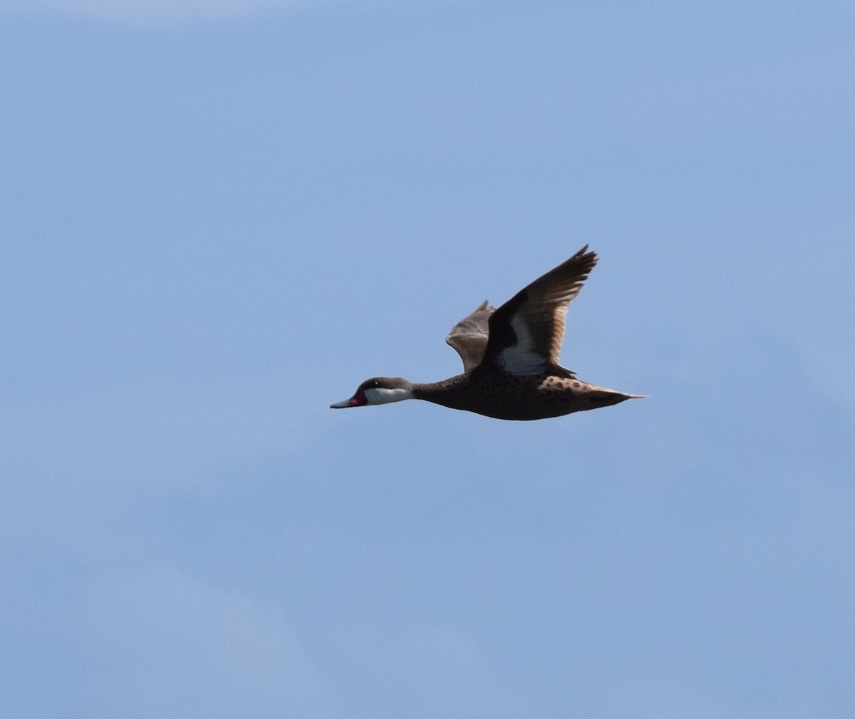 White-cheeked Pintail - ML640340371