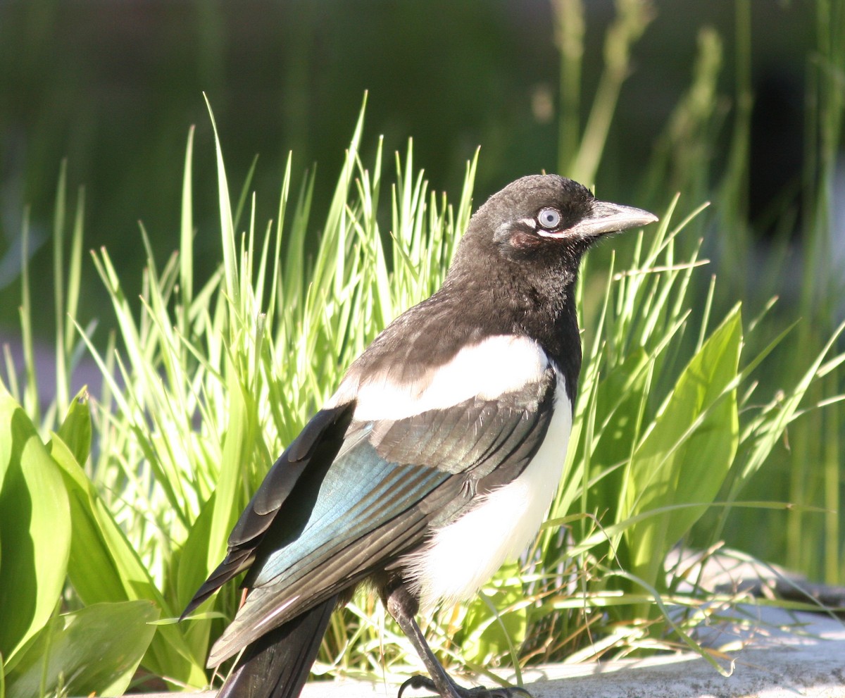 Black-billed Magpie - ML640340382