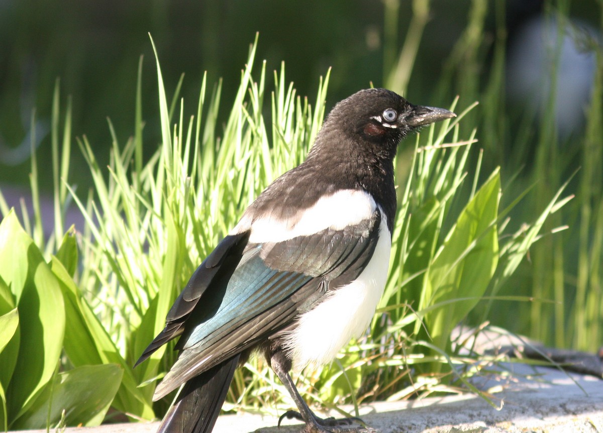 Black-billed Magpie - ML640340383
