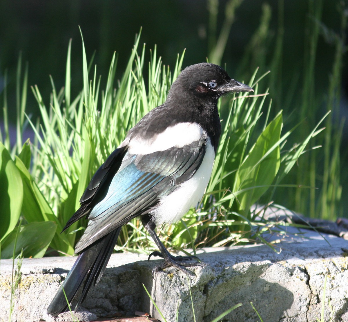 Black-billed Magpie - ML640340385