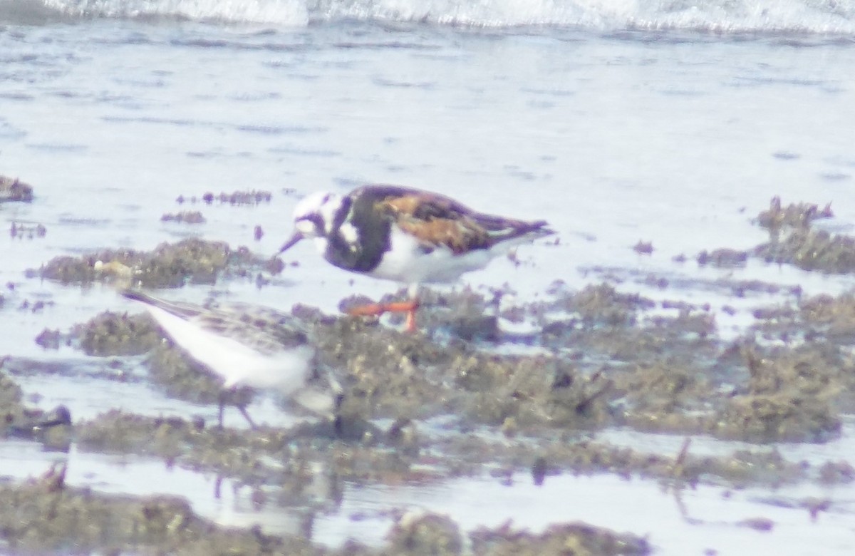 Ruddy Turnstone - ML640340408