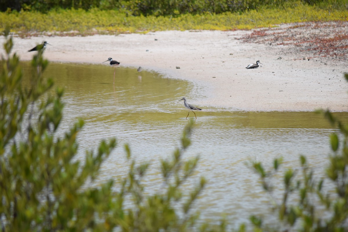 Пёстрый улит - ML640340412