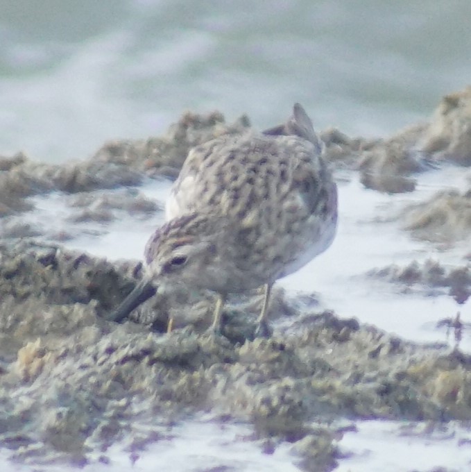 Least Sandpiper - ML640340434