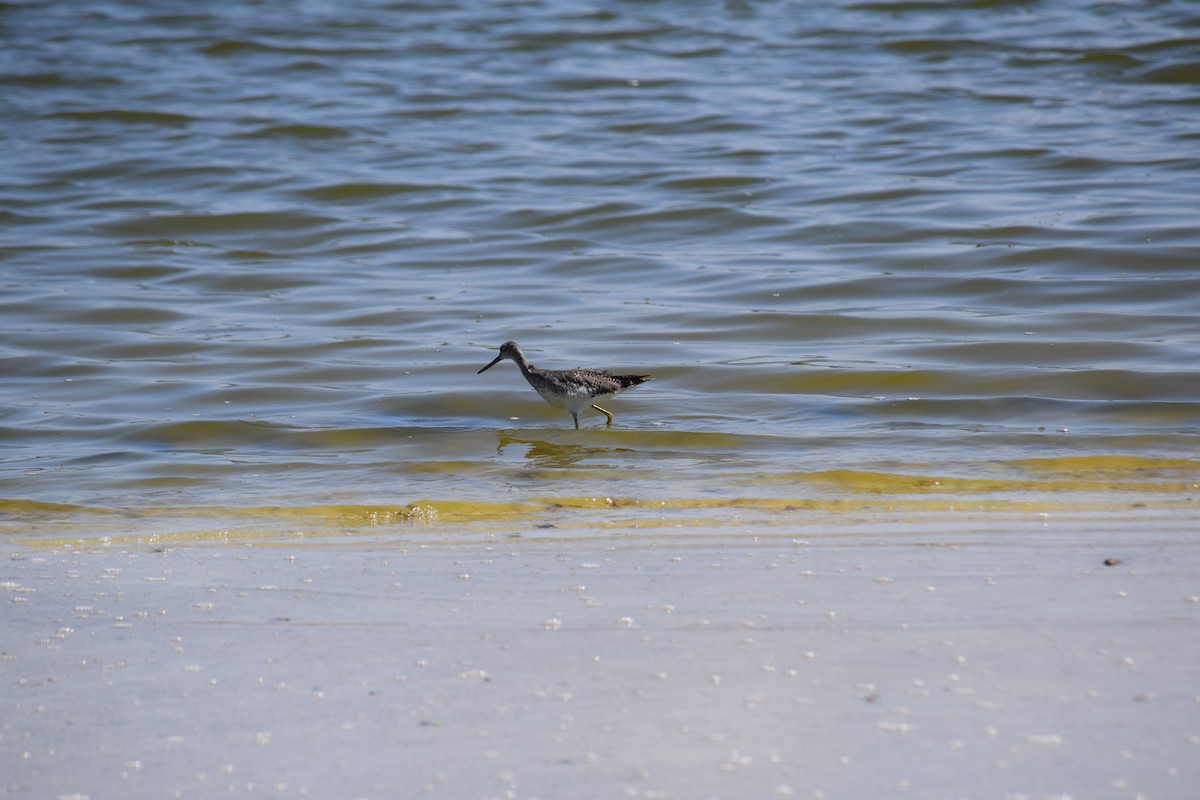 Пёстрый улит - ML640340452