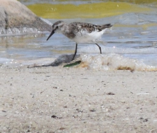 Песочник-крошка - ML640340460