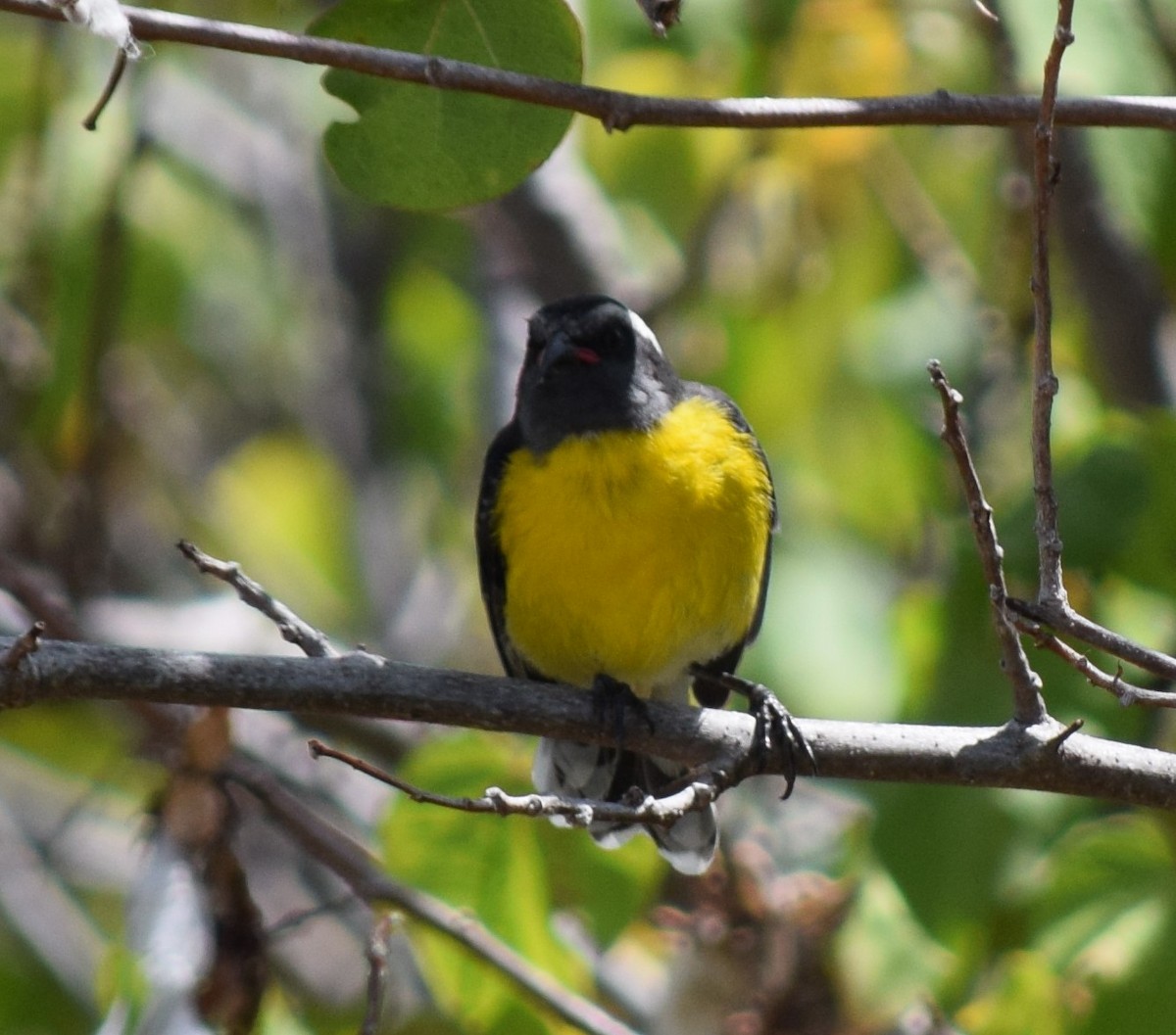 Банановая кареба, сахарная цветочница - ML640340467