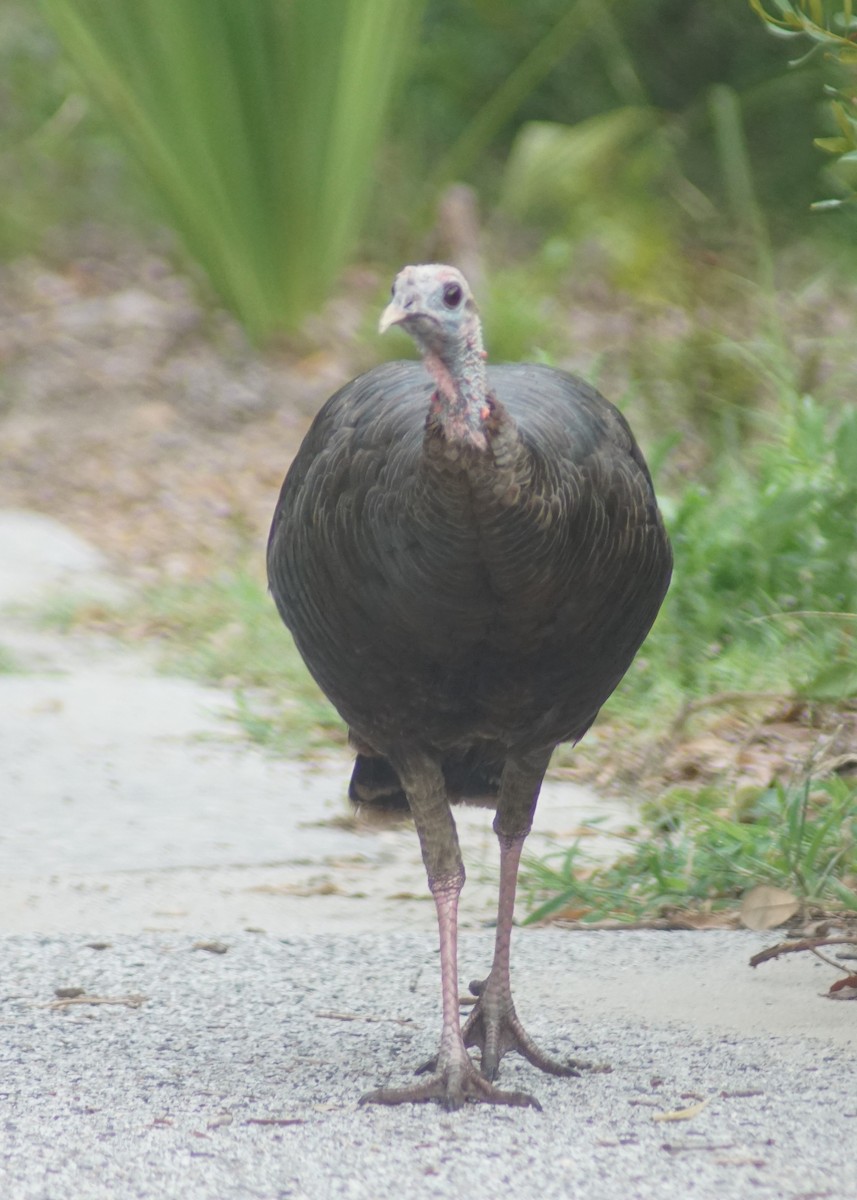 Wild Turkey - ML640340472