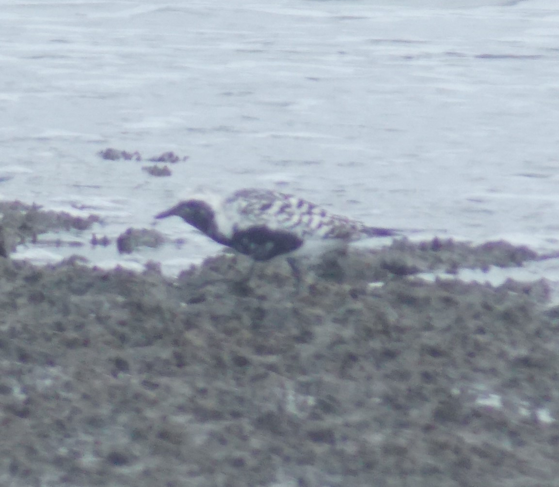 Black-bellied Plover - ML640340502