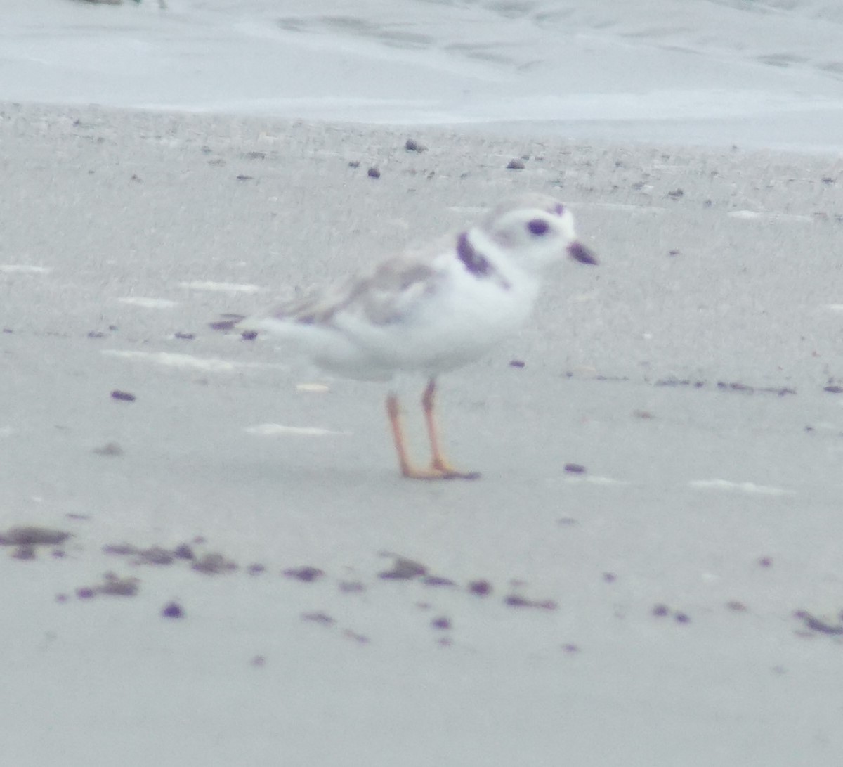 Piping Plover - ML640340520