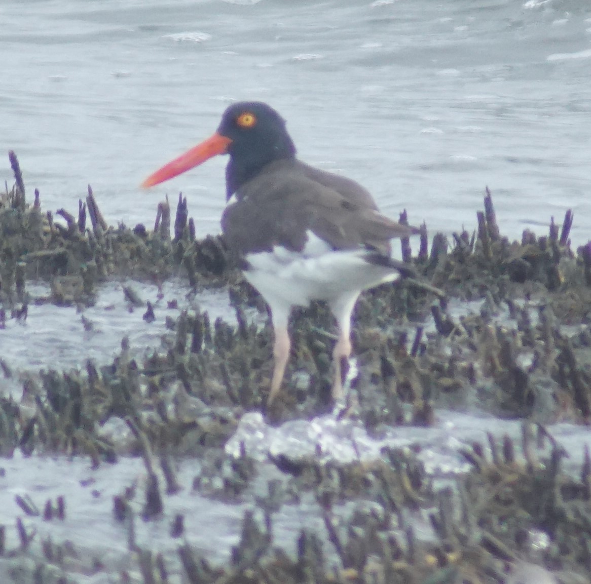 American Oystercatcher - ML640340528