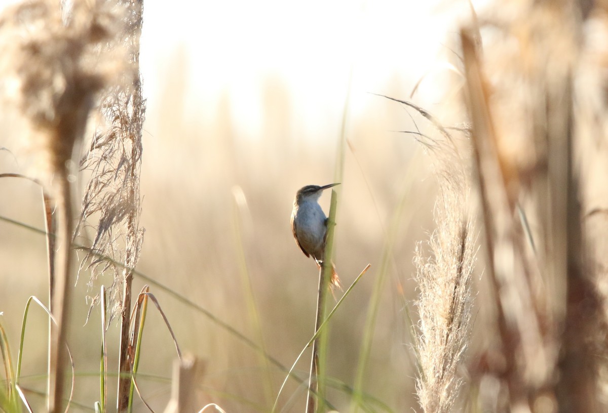 Straight-billed Reedhaunter - ML640340542