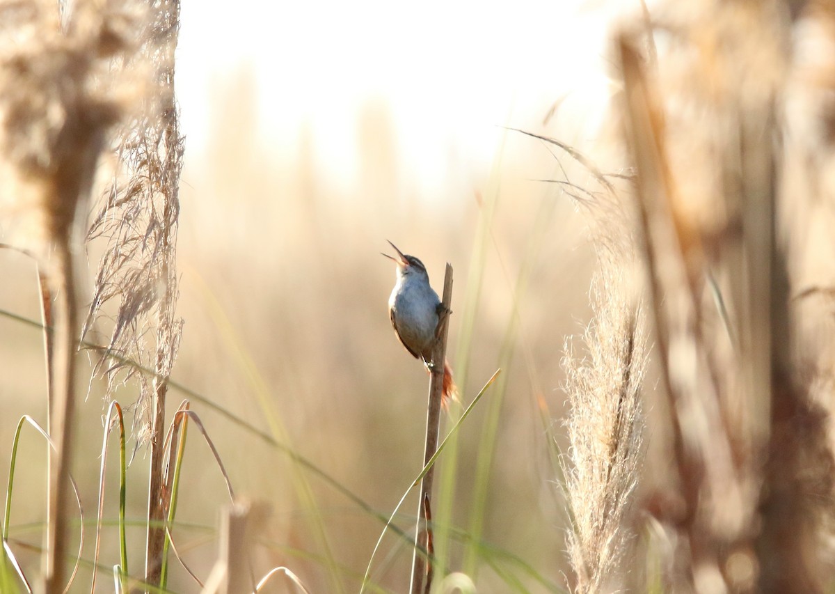 Straight-billed Reedhaunter - ML640340543