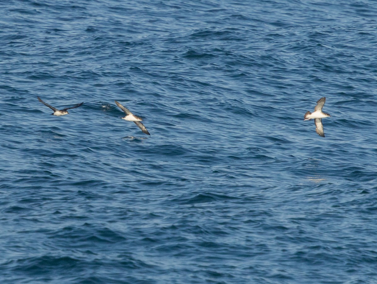 Manx Shearwater - ML640340549