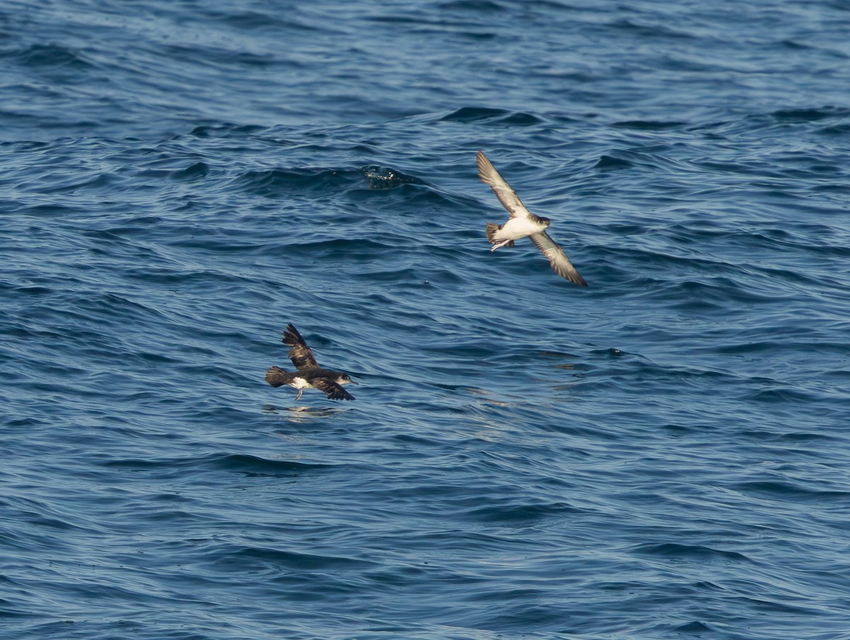 Manx Shearwater - ML640340550