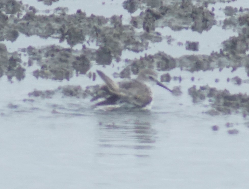 Western Sandpiper - ML640340574