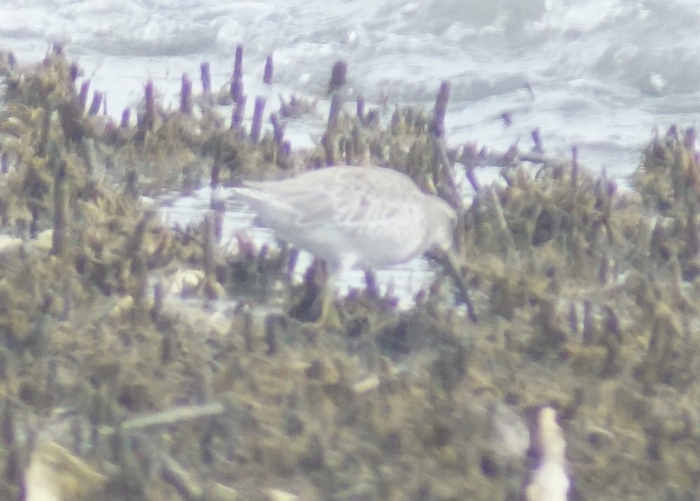 Short-billed Dowitcher - ML640340581