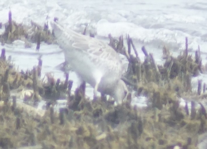 Short-billed Dowitcher - ML640340582