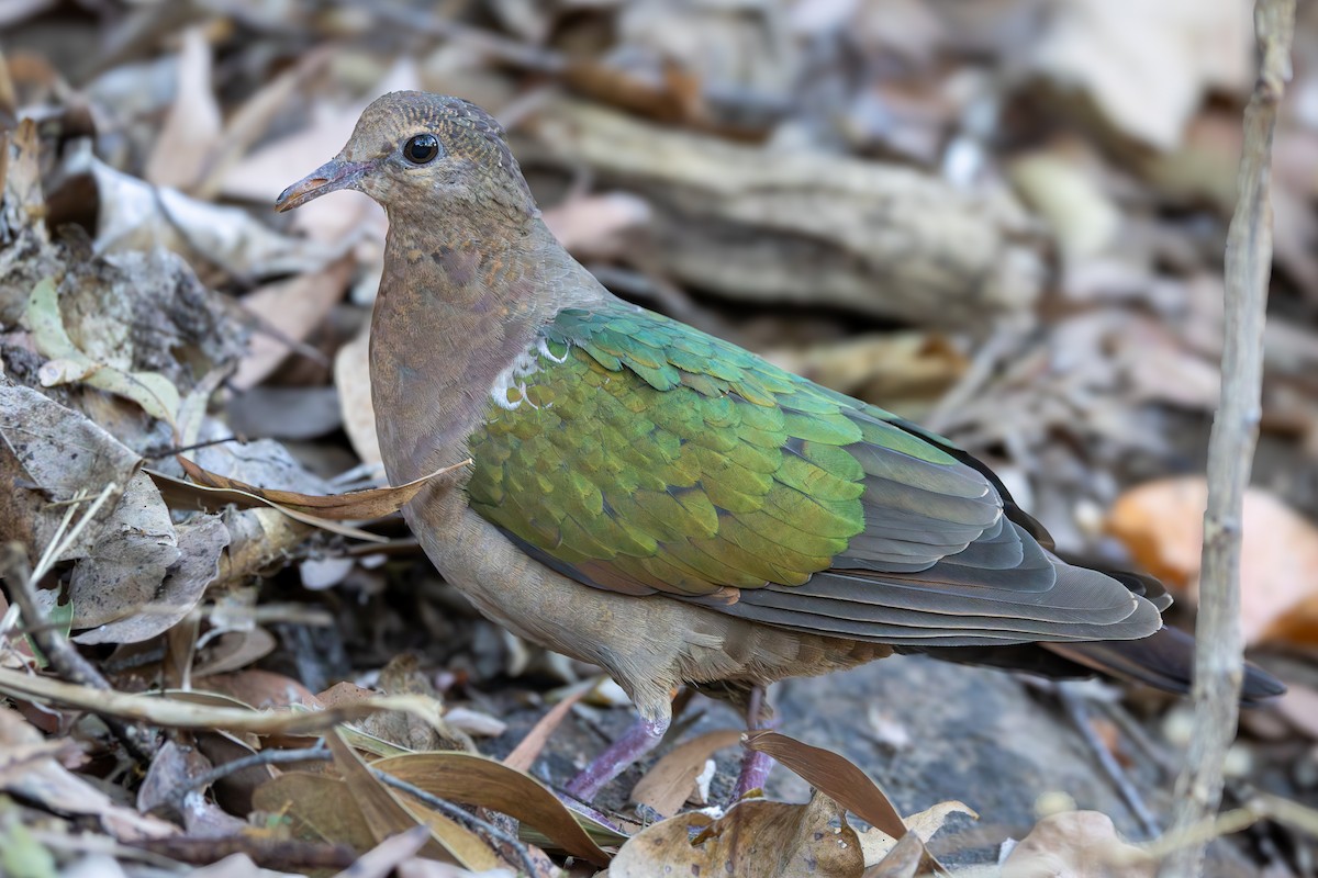 Pacific Emerald Dove - ML640340630