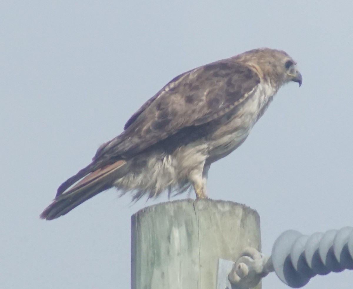 Red-tailed Hawk - ML640340659