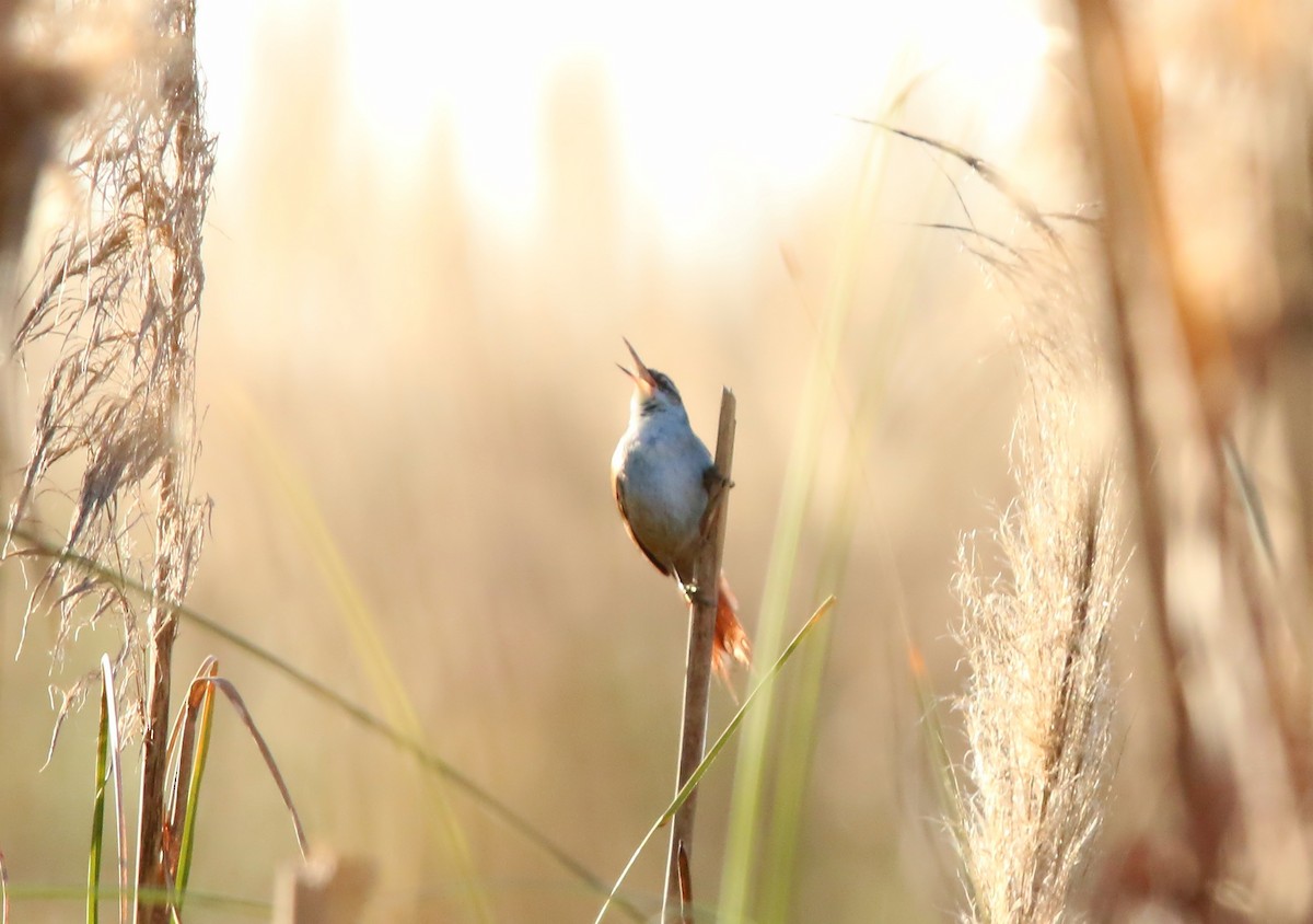 Straight-billed Reedhaunter - ML640340666