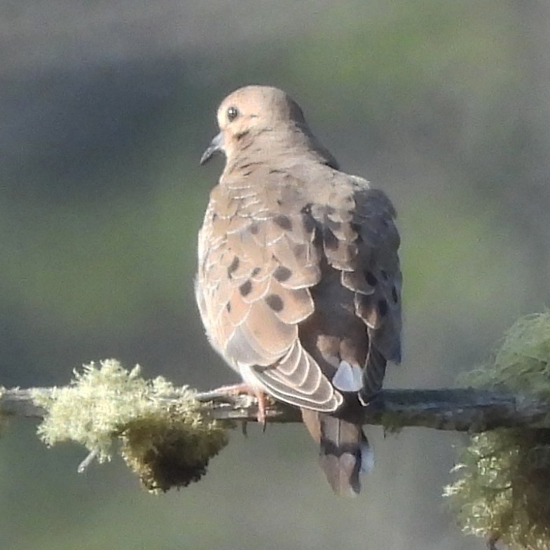 Mourning Dove - ML640340681