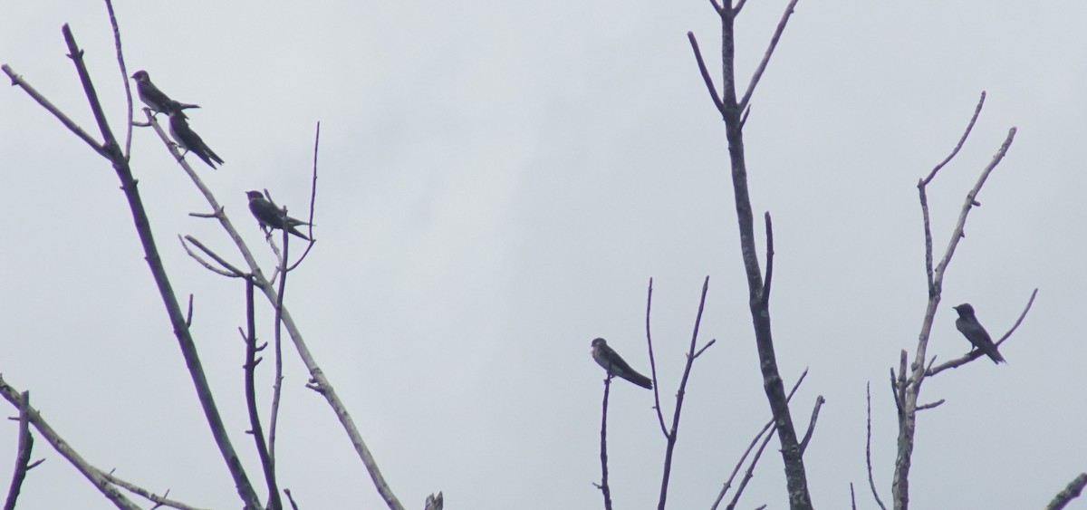 Purple Martin - ML640340688