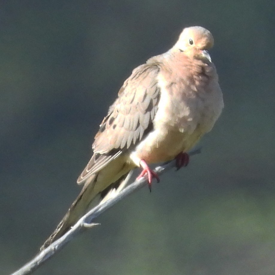 Mourning Dove - ML640340689