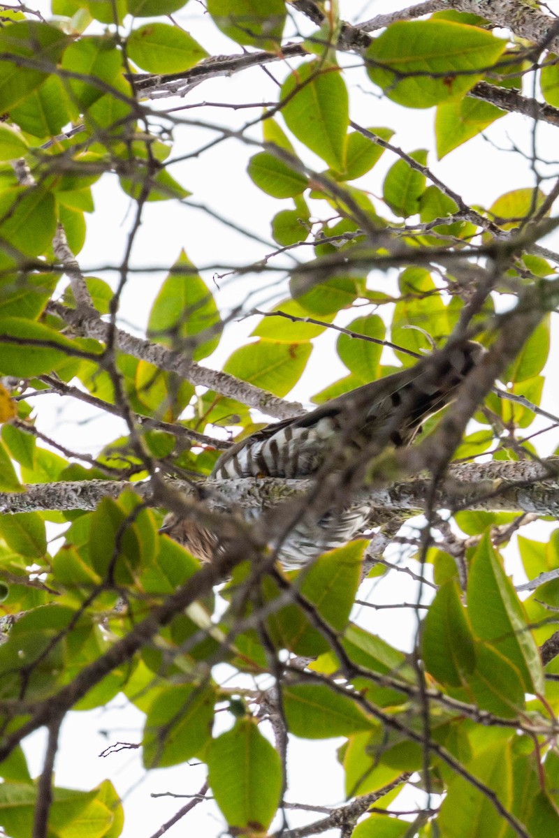 Rufous-throated Bronze-Cuckoo - ML640340697