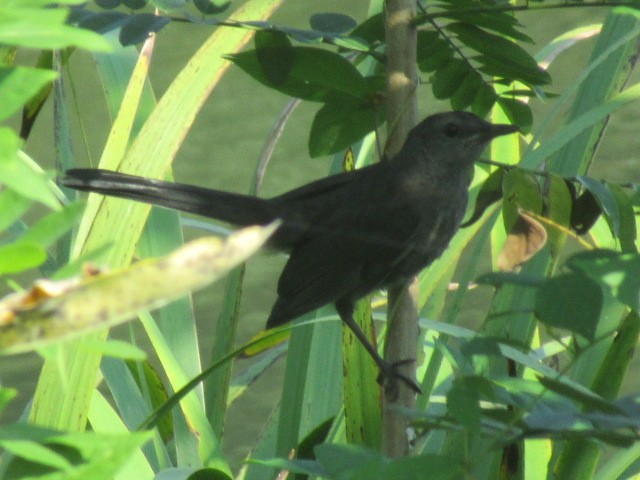 Gray Catbird - ML640340707