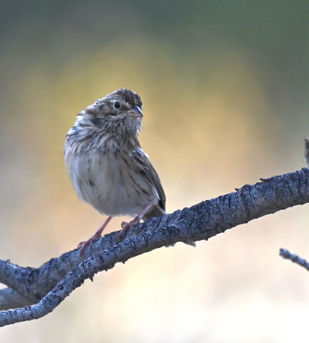 Vesper Sparrow - ML640340713