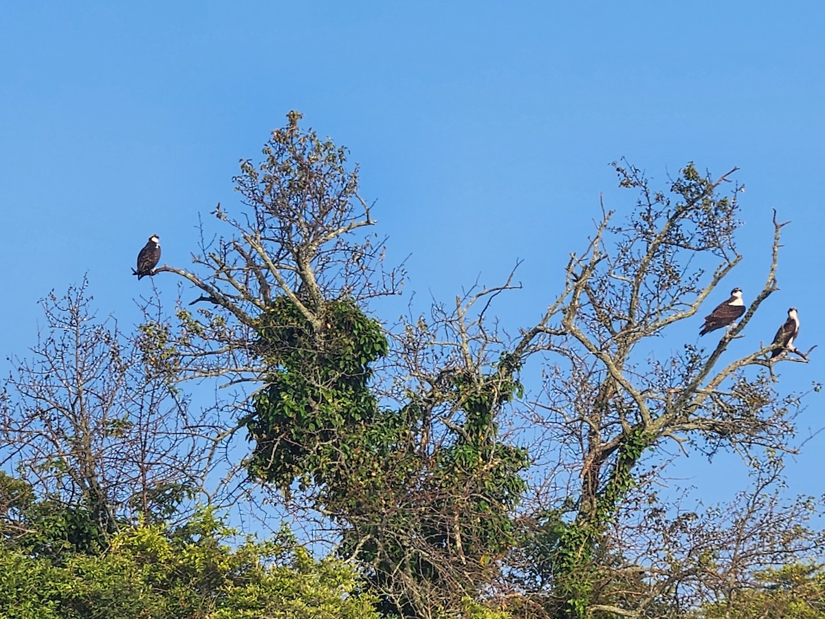 Osprey - ML640340731