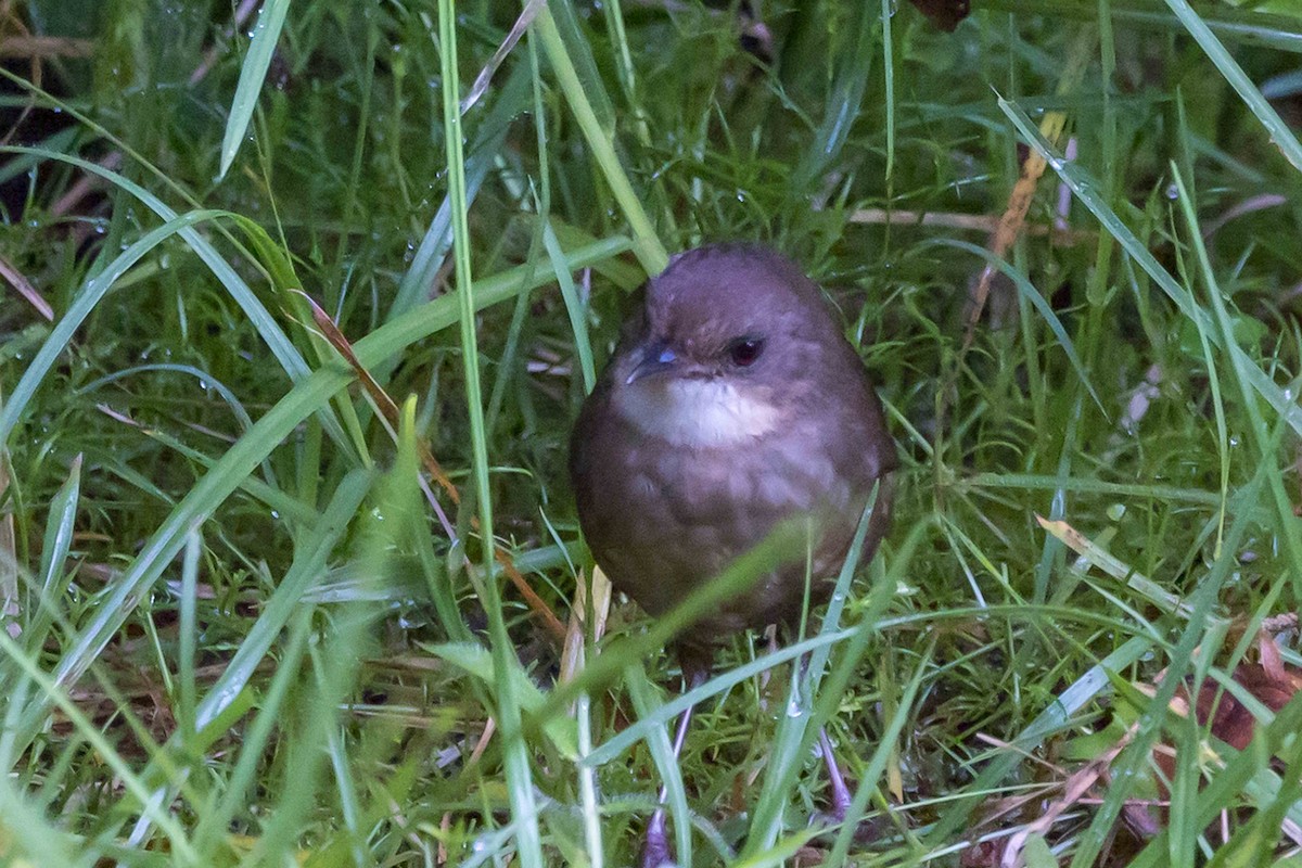 Mountain Mouse-Warbler - ML640340748