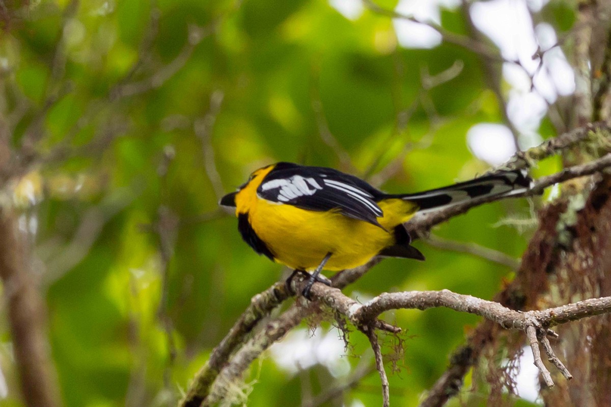 Black-breasted Boatbill - ML640340753