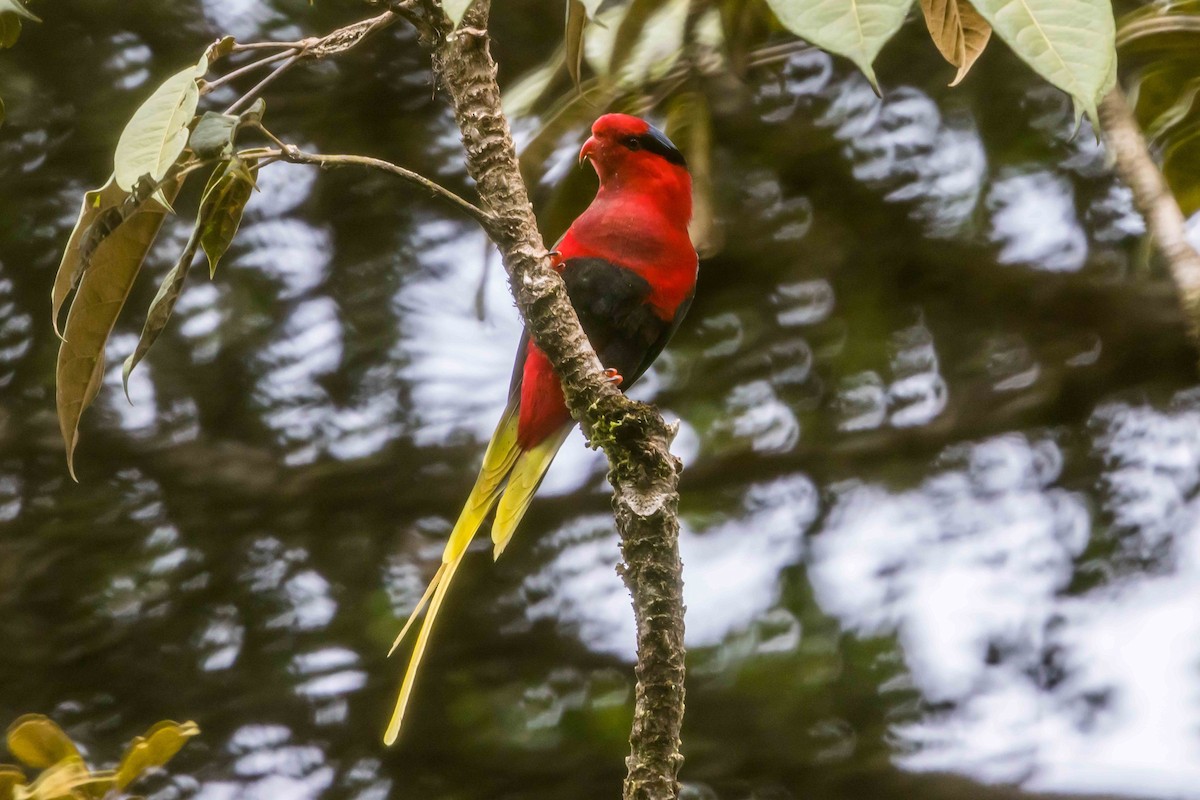 Stella's Lorikeet - ML640340765