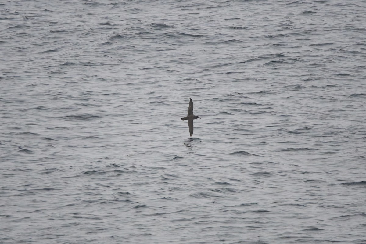 Sooty Shearwater - ML640340834