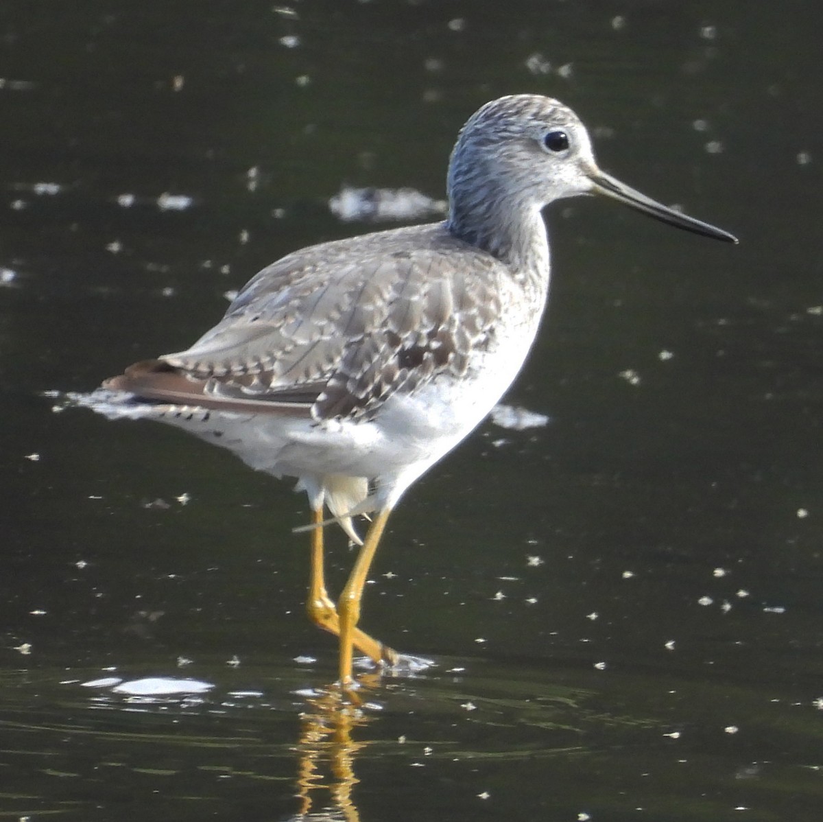 Greater Yellowlegs - ML640340844