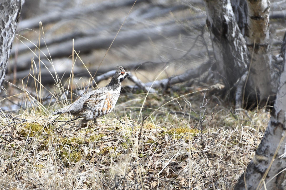 Hazel Grouse - ML640340856