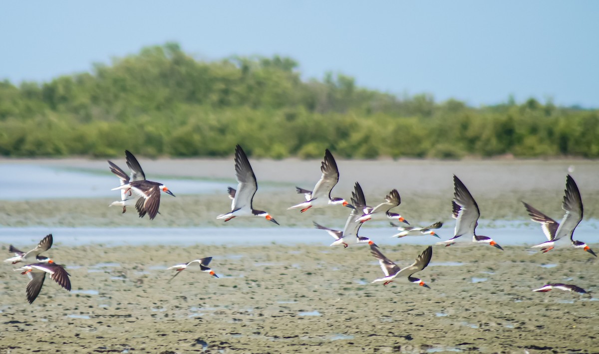 Black Skimmer - ML640340860